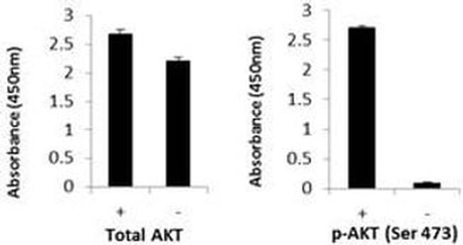 Multispecies AKT (Total/Phospho) InstantOne™ ELISA Kit