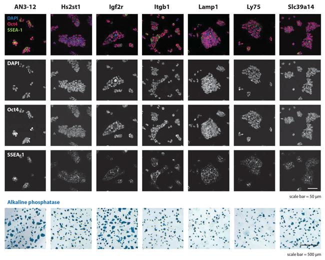 SSEA1 Antibody in Immunocytochemistry (ICC/IF)