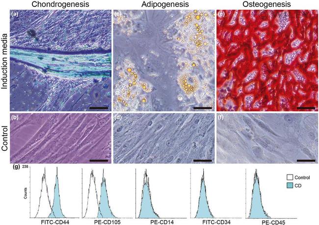 CD45 Antibody in Flow Cytometry (Flow)