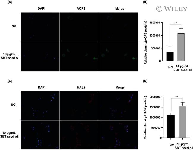 Aquaporin 3 Antibody in Immunocytochemistry (ICC/IF)