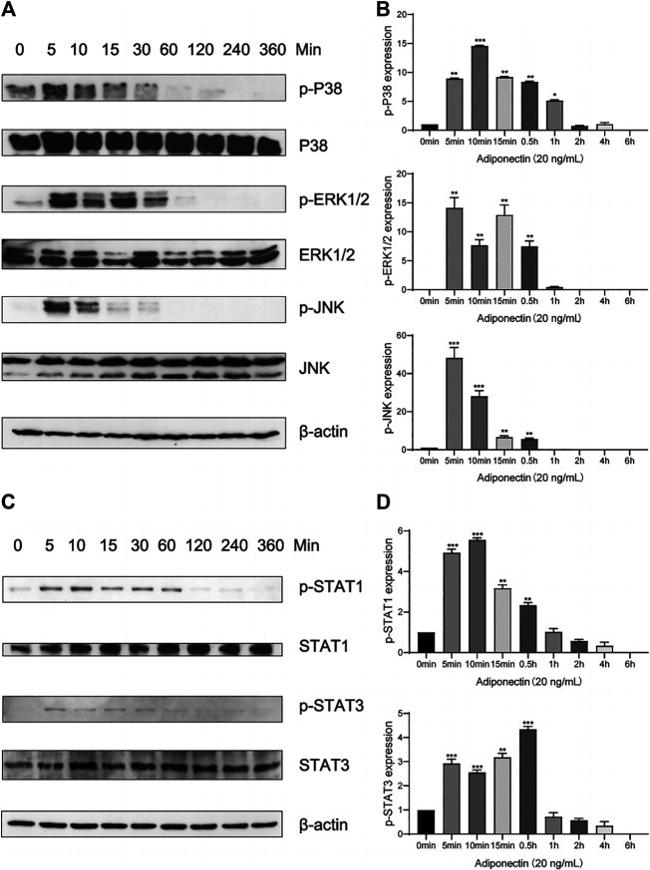 STAT3 Antibody in Western Blot (WB)