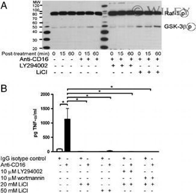 CD16 Antibody in Western Blot (WB)