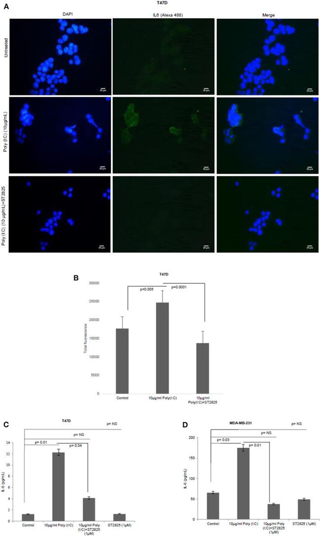 IL-6 Antibody in Immunocytochemistry (ICC/IF)