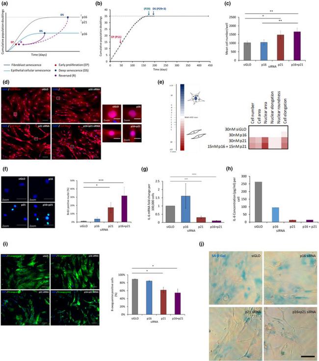 BrdU Antibody in Immunocytochemistry (ICC/IF)