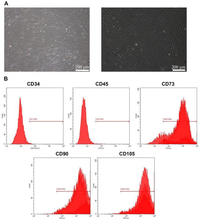 CD34 Antibody in Flow Cytometry (Flow)