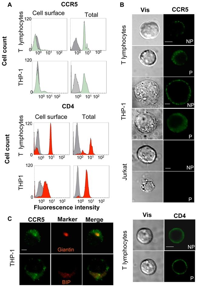 CD4 Antibody in Immunocytochemistry, Flow Cytometry (ICC/IF, Flow)