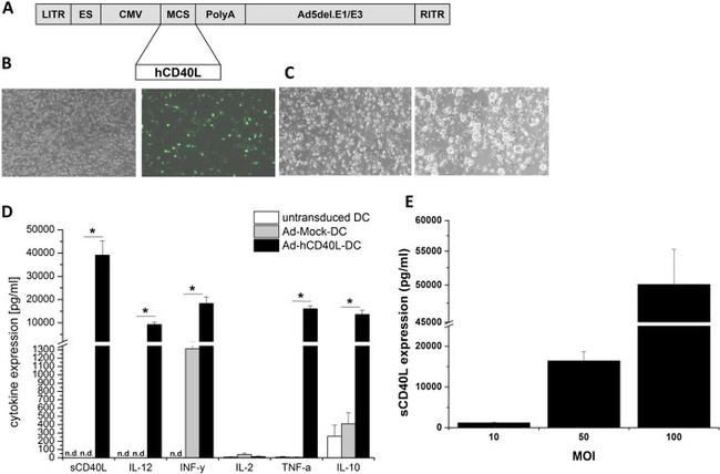 IL-10 Antibody in ELISA (ELISA)