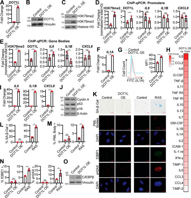 IL-1 alpha Antibody in Flow Cytometry (Flow)