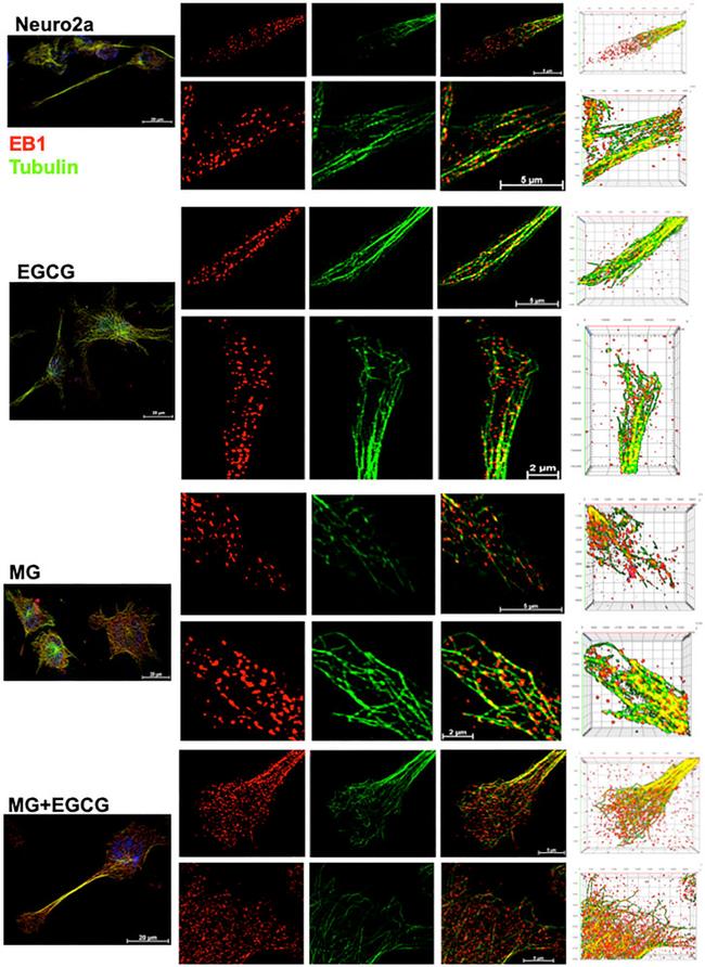 EB1 Antibody in Immunocytochemistry (ICC/IF)