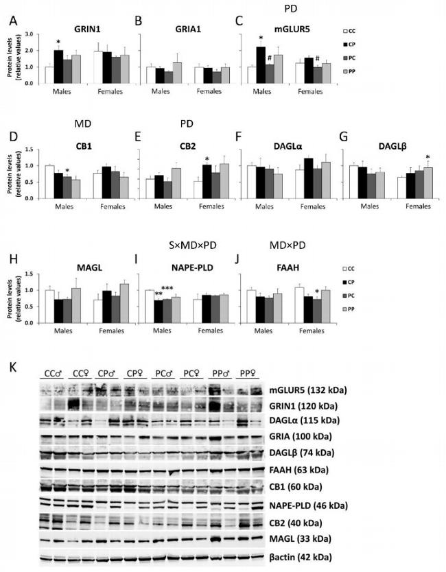 mGluR5 Antibody in Western Blot (WB)