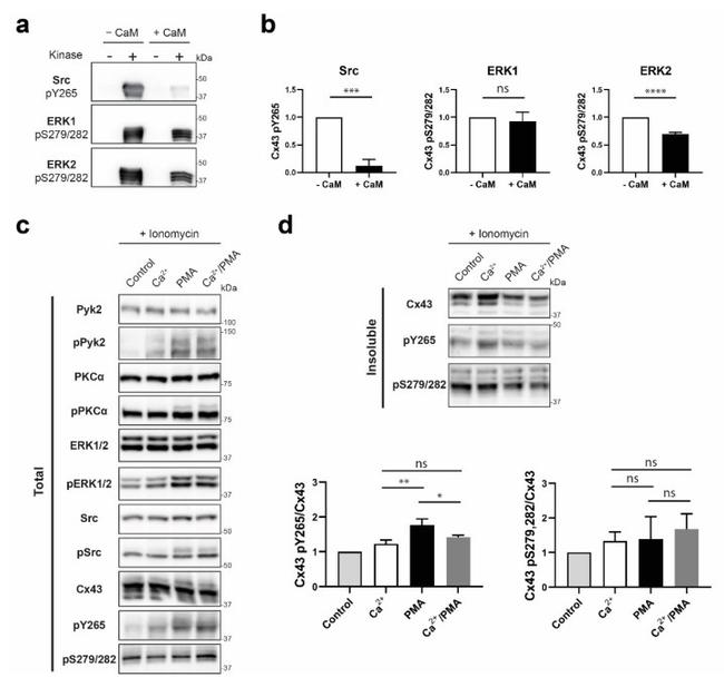 Phospho-Connexin 43 (Ser282) Antibody in Western Blot (WB)