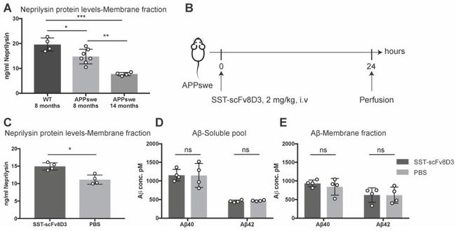 beta Amyloid (1-40) Antibody in ELISA (ELISA)