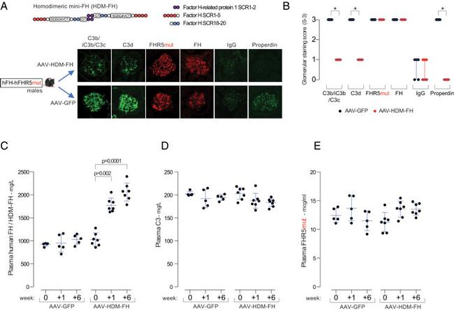 Complement Factor H Antibody in ELISA (ELISA)