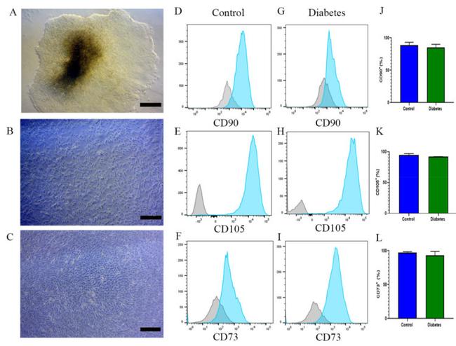 CD105 Antibody in Flow Cytometry (Flow)