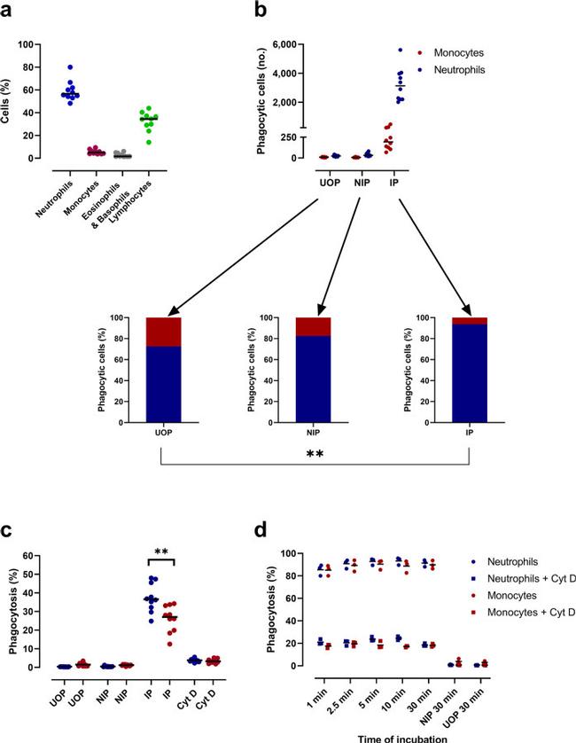 CD14 Antibody in Flow Cytometry (Flow)