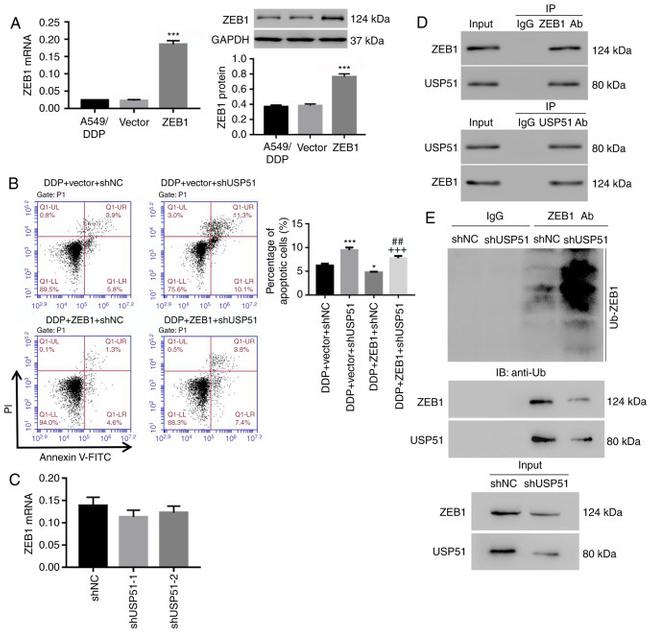 USP51 Antibody in Western Blot (WB)