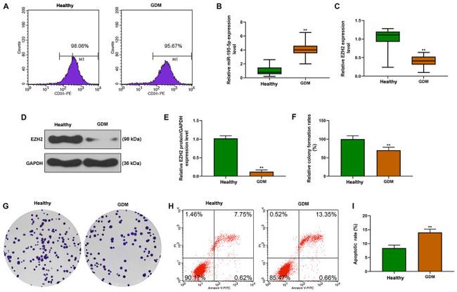 CD31 Antibody in Flow Cytometry (Flow)