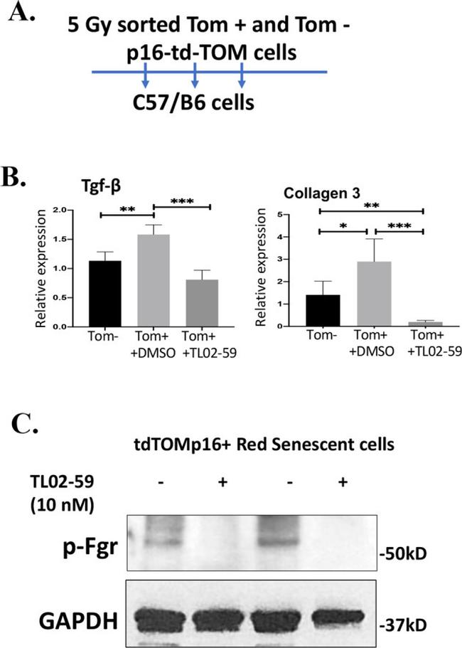 Phospho-FGR (Tyr412) Antibody in Western Blot (WB)