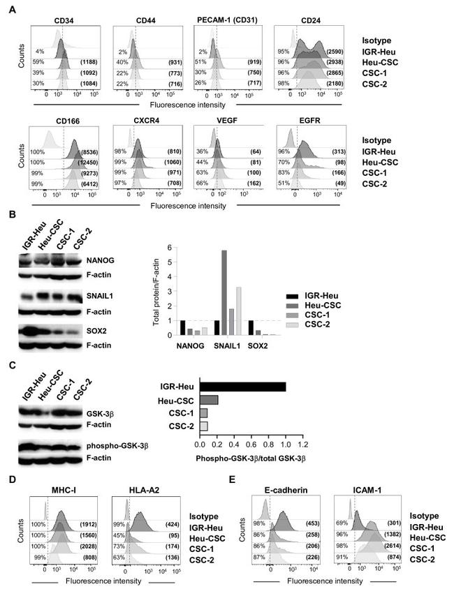 CD24 Antibody in Flow Cytometry (Flow)