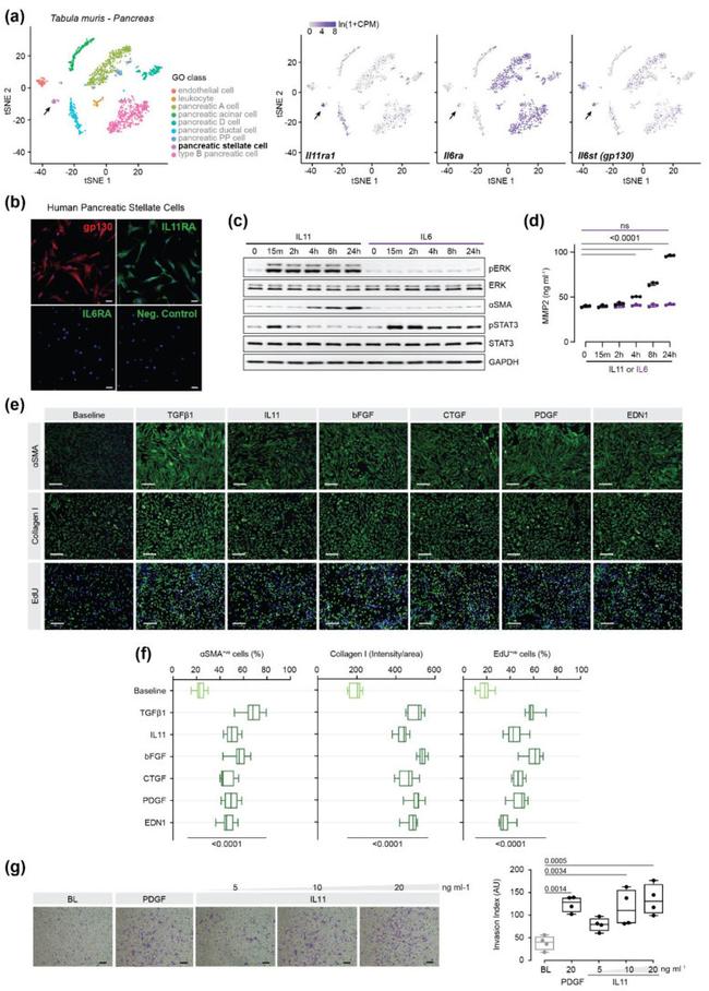 IL-6 Receptor Antibody in Immunocytochemistry (ICC/IF)