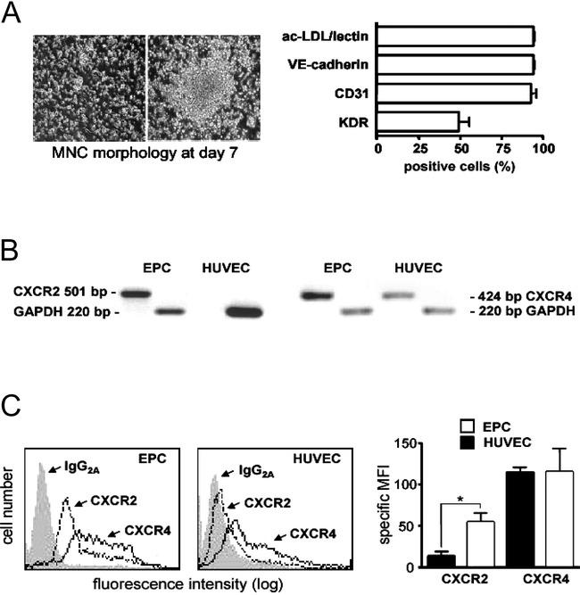 CD31 Antibody in Flow Cytometry (Flow)