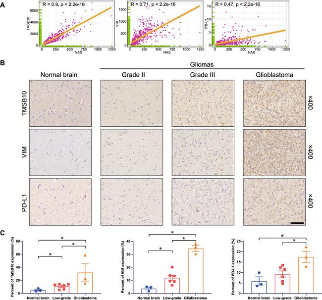 CD274 (PD-L1, B7-H1) Antibody in Immunohistochemistry (IHC)