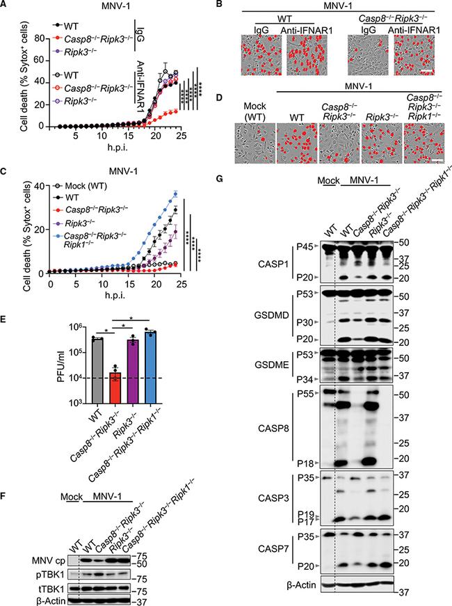 IFNAR1 Antibody in Neutralization (Neu)