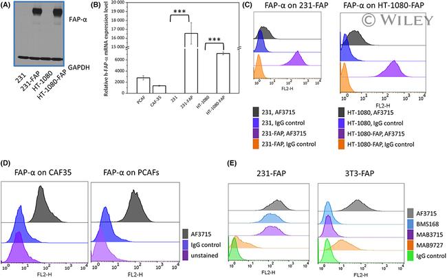 FAP Antibody in Flow Cytometry (Flow)