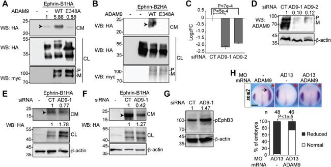 Phospho-EphB3 (Tyr608) Antibody in Western Blot (WB)