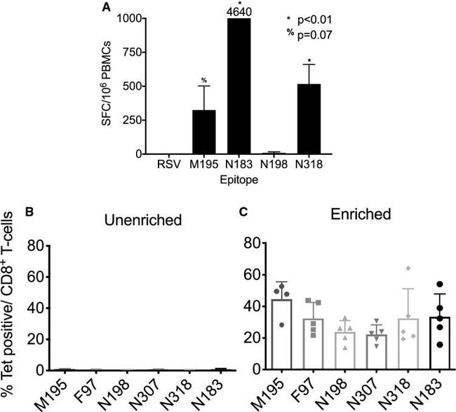 IFN gamma Antibody in ELISA (ELISA)