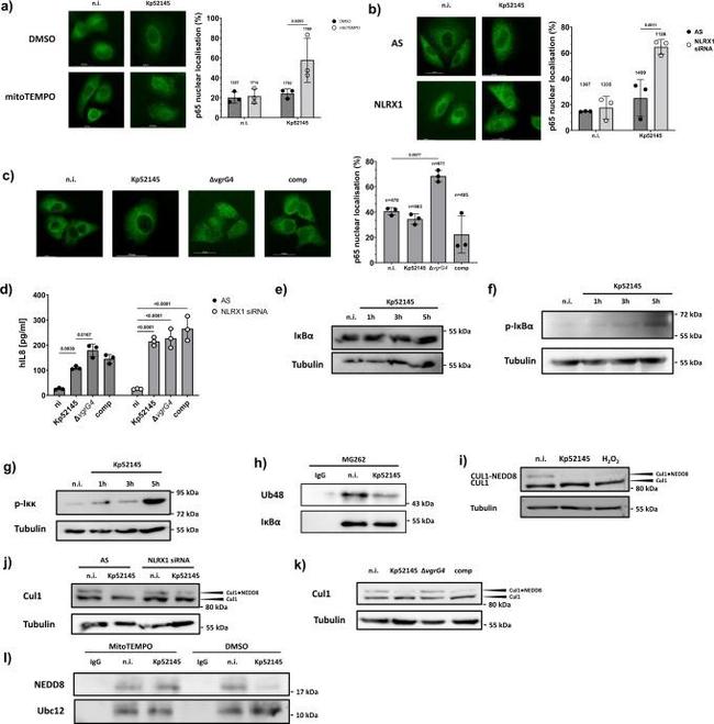 NEDD8 Antibody in Western Blot (WB)