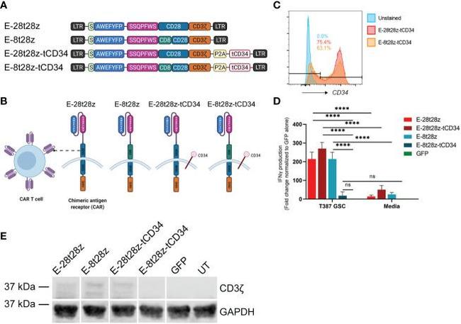 CD34 Antibody in Flow Cytometry (Flow)