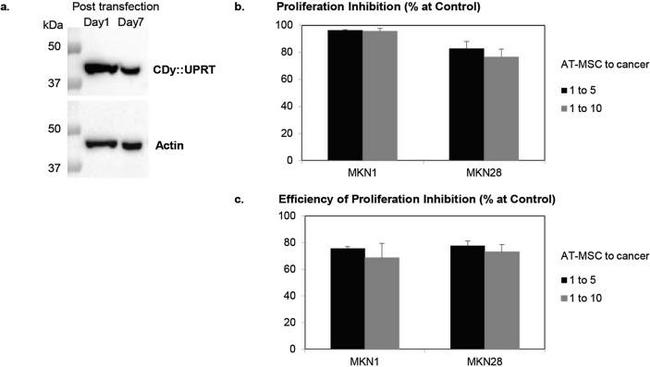 Cytosine Deaminase Antibody in Western Blot (WB)