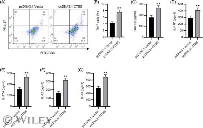 IL-17A Antibody in Flow Cytometry (Flow)