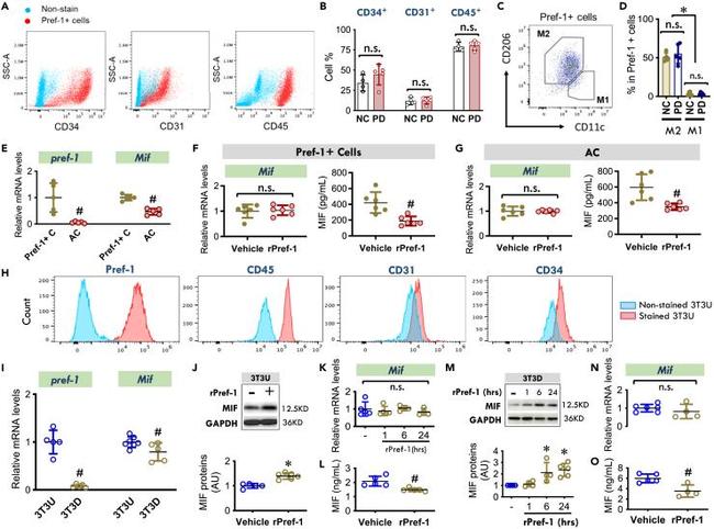 CD31 Antibody in Flow Cytometry (Flow)