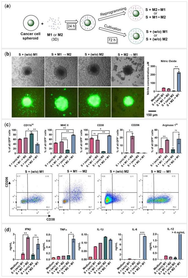 CD38 Antibody in Flow Cytometry (Flow)