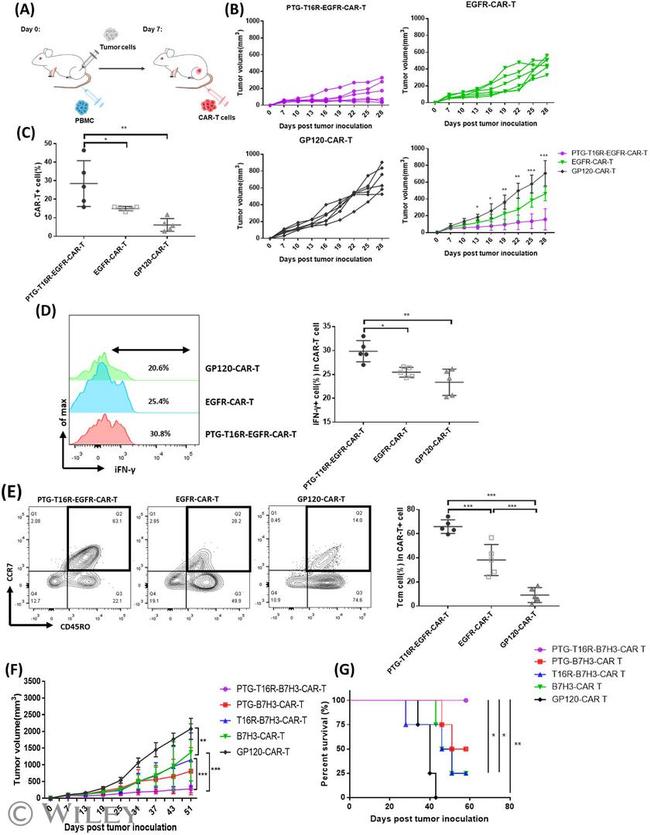 CD197 (CCR7) Antibody in Flow Cytometry (Flow)