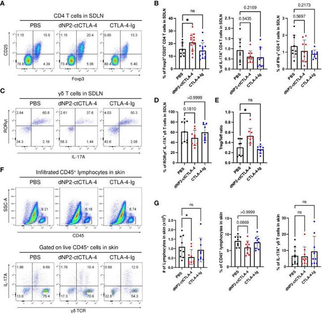 IFN gamma Antibody in Flow Cytometry (Flow)