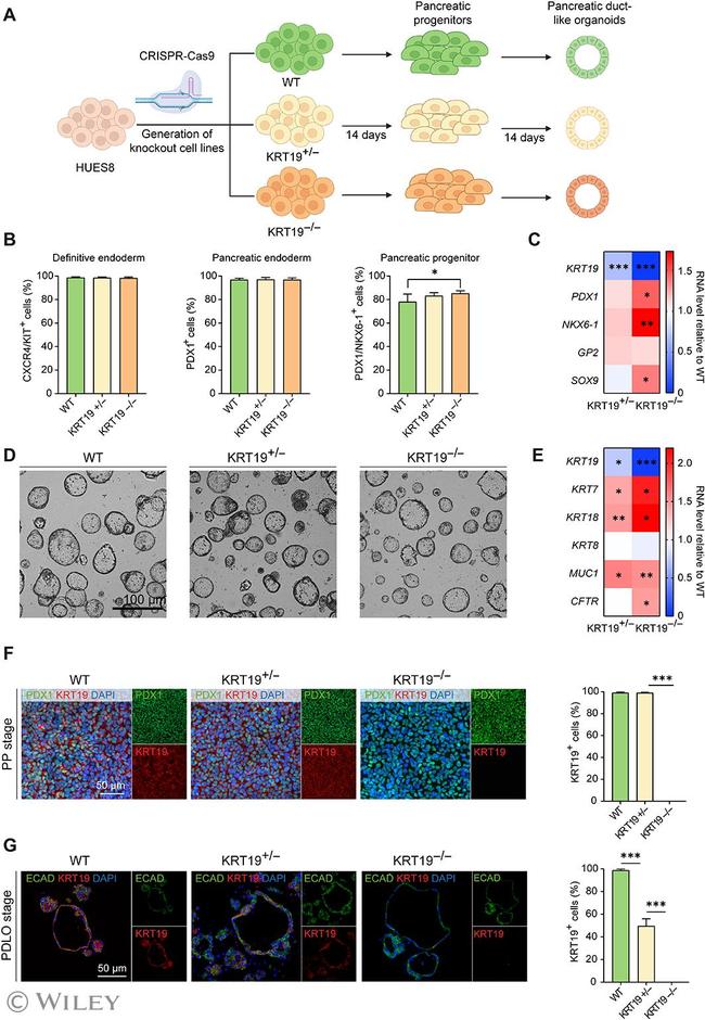 CXCR4 Antibody in Flow Cytometry (Flow)