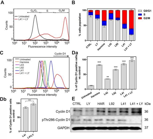 Cyclin D1 Antibody in Western Blot (WB)