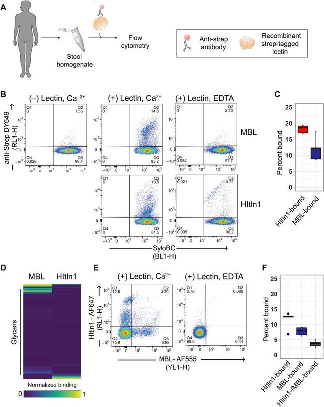 MBL2 Antibody in Flow Cytometry (Flow)