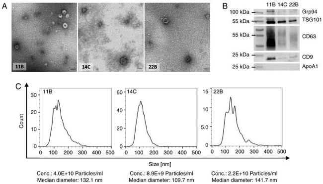 CD63 Antibody in Western Blot (WB)