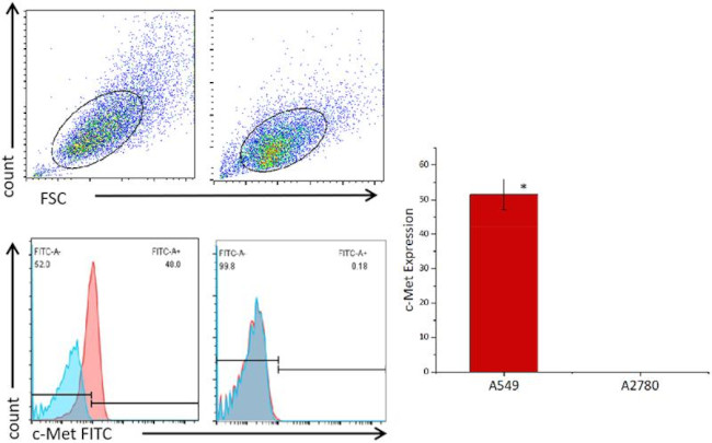 c-Met Antibody in Flow Cytometry (Flow)