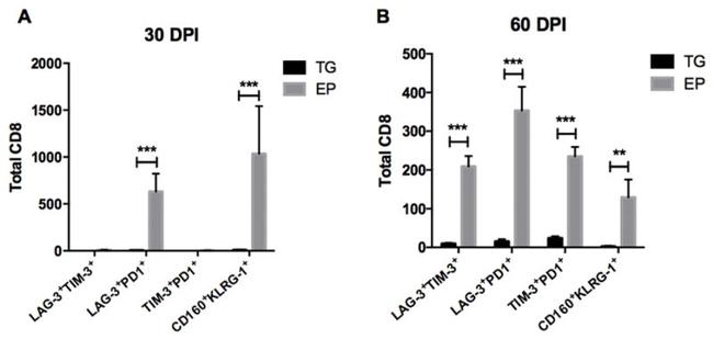 CD160 Antibody in Flow Cytometry (Flow)