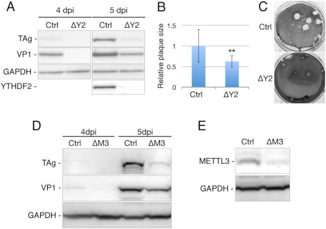 SV40 T-Antigen Antibody in Western Blot (WB)