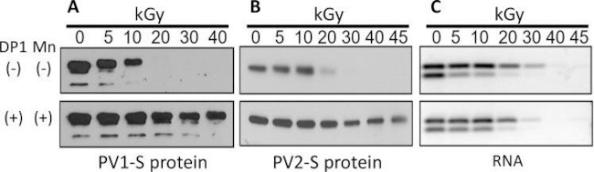 Poliovirus Type 1-3 Antibody in Western Blot (WB)