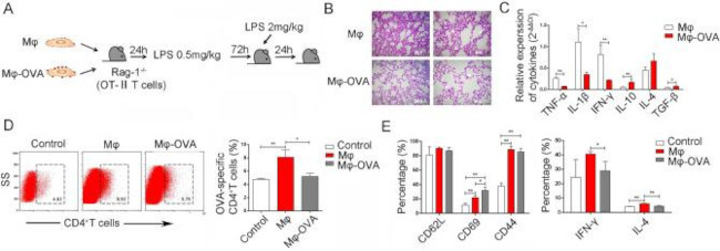 IFN gamma Antibody in Immunohistochemistry (IHC)