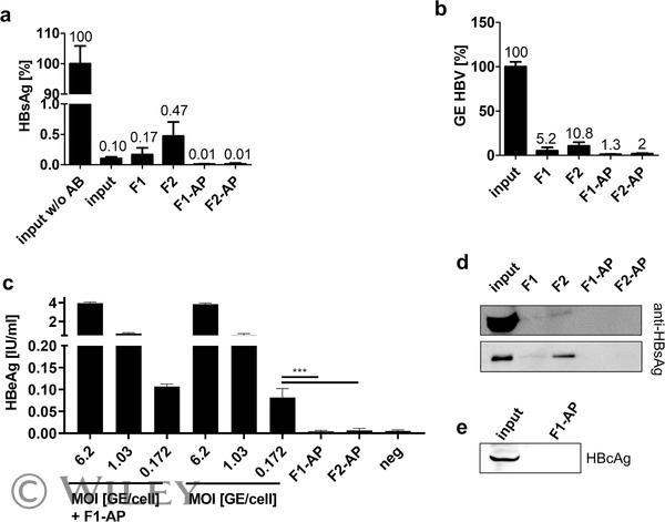 Hepatitis B Virus Surface Ad/Ay Antibody in Affinity Purification (AP)