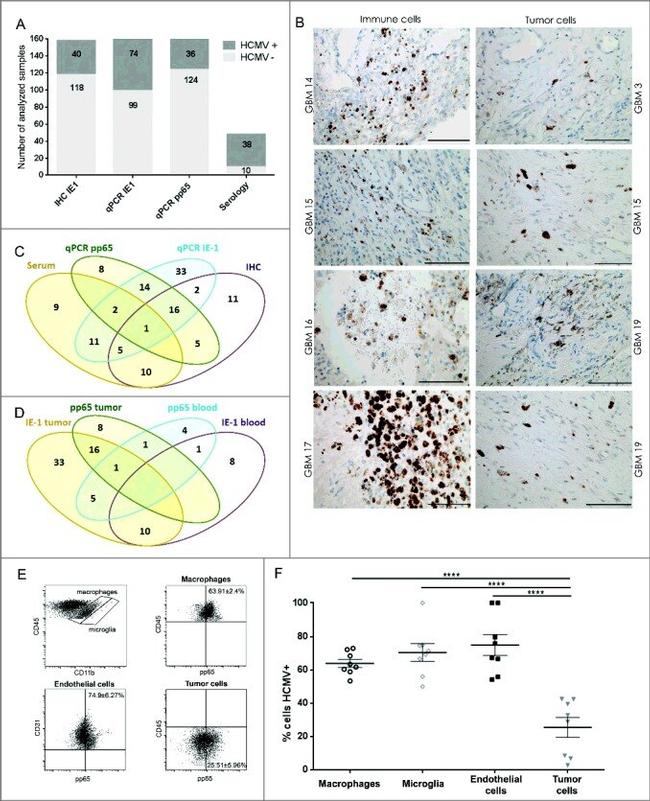 Cytomegalovirus pp65 Antibody in Flow Cytometry (Flow)