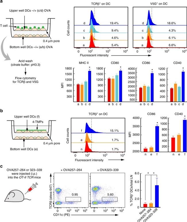 MHC Class II (I-A) Antibody in Flow Cytometry (Flow)